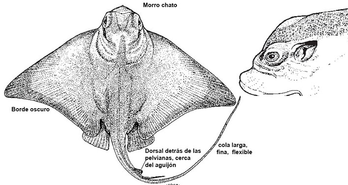 Myliobatis aquila_01.jpg